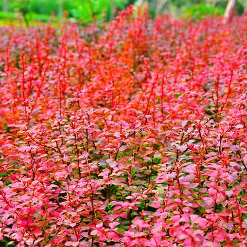 Berberis-thunbergii-Japanese-barberry-Seeds