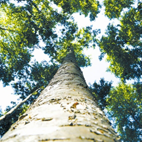 Betula alnoides & West Hua Seeds