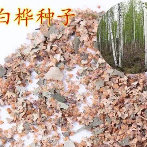 Betula-platyphylla-White-birch-Seeds