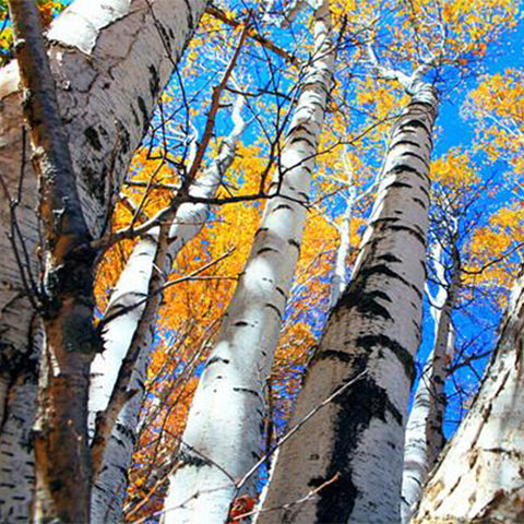 Betula-platyphylla-White-birch-Seeds