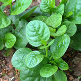 Big Leaf Malabar Spinach Seeds