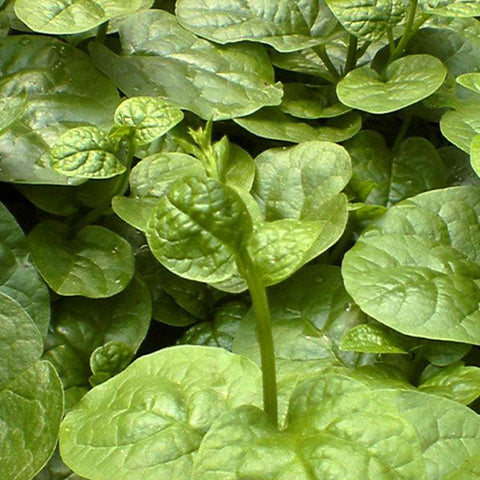Big Leaf Malabar Spinach Seeds