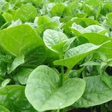 Big Leaf Malabar Spinach Seeds