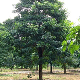 Bischofia javanica & Bishop wood Seeds