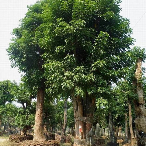 Bischofia javanica & Bishop wood Seeds