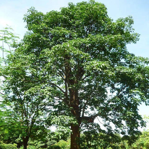 Bischofia polycarpa & Chongyang wood Seeds