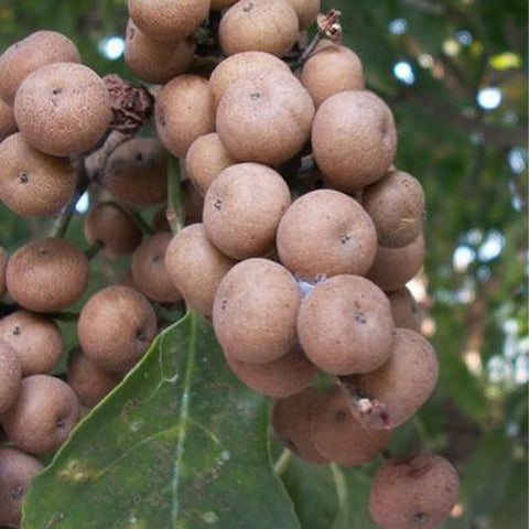 Bischofia polycarpa & Chongyang wood Seeds
