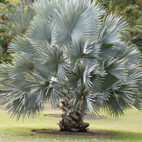 Bismarckia Nobilis & Bismarck Palm Seeds