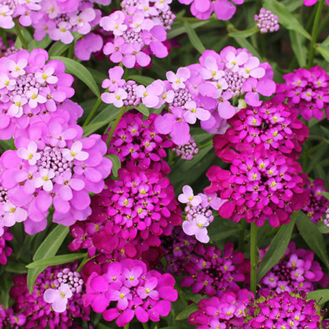 Bitter Candytuft & Lberis Amara Seeds