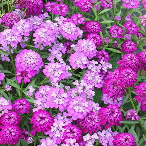 Bitter Candytuft & Lberis Amara Seeds