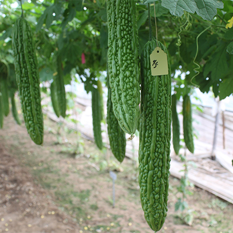 Hybrid F1 Green Bitter Gourd Seeds