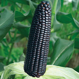Black-Corn-Seeds