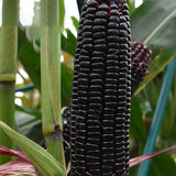 Black-Corn-Seeds