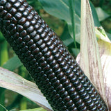 Black-Corn-Seeds