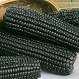 Black-Corn-Seeds