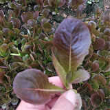 Black-Romaine-Lactuca-Sativa-Seeds