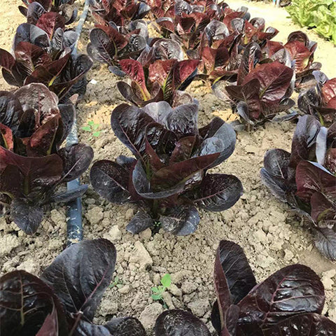 Black-Romaine-Lactuca-Sativa-Seeds