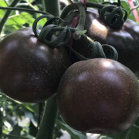 Black tomato seeds