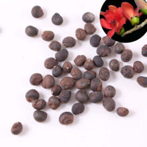 Bombax-ceiba-Cotton-tree-Seeds