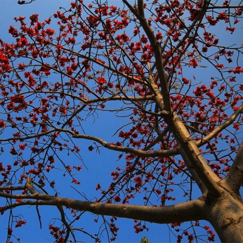 Bombax-ceiba-Cotton-tree-Seeds