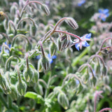 Borago-Officinalis-Borage-Seeds