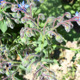 Borago-Officinalis-Borage-Seeds