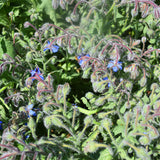 Borago-Officinalis-Borage-Seeds