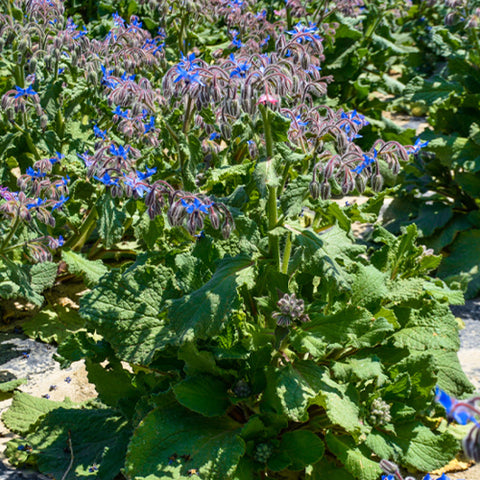 Borago Officinalis & Borage Seeds