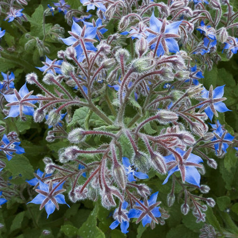 Borago Officinalis & Borage Seeds