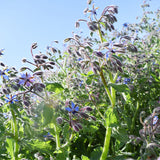 Borago-Officinalis-Borage-Seeds