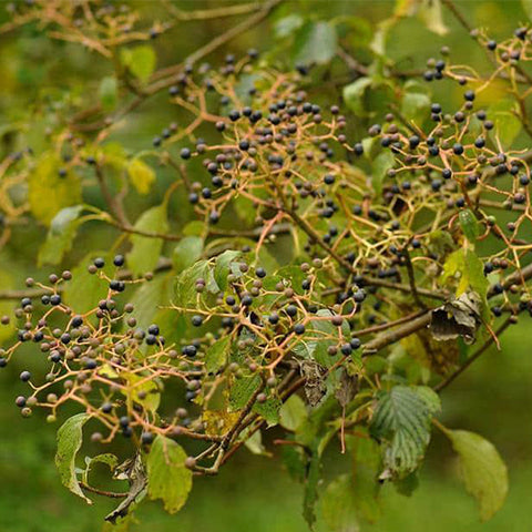 Bothrocaryum controversum & Menorah tree Seeds