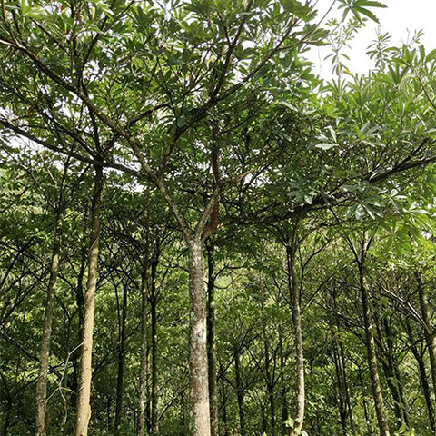 Bothrocaryum controversum & Menorah tree Seeds