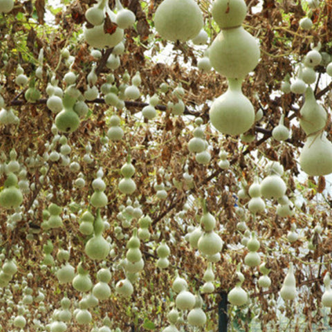 Bottle Gourd & Calabash Seeds