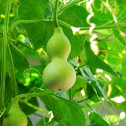 Bottle Gourd & Calabash Seeds