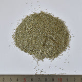 Brachycome-Iberdifolia-Brachycome-Seeds