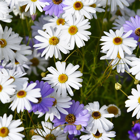 Brachycome-Iberdifolia-Brachycome-Seeds