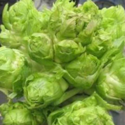 Brassica juncea & Hold dish Seeds