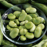 Broad-Bean-Seeds
