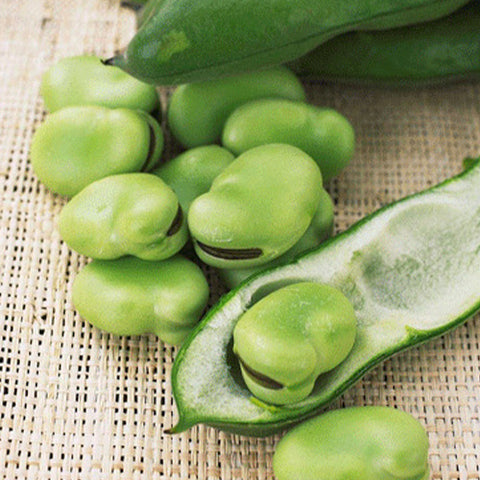 Broad-Bean-Seeds