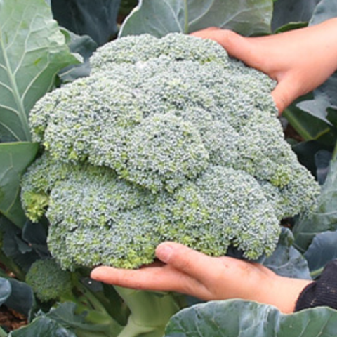 Broccoli Seeds