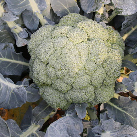 Broccoli Seeds