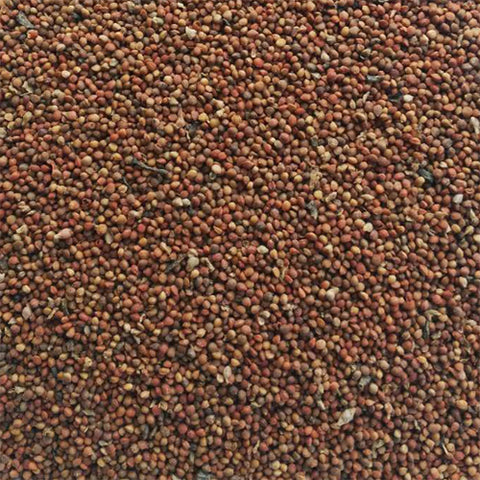 Broussonetia papyrifera & Tapa cloth tree Seeds