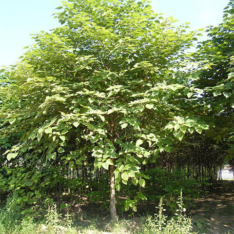 Broussonetia papyrifera & Tapa cloth tree Seeds