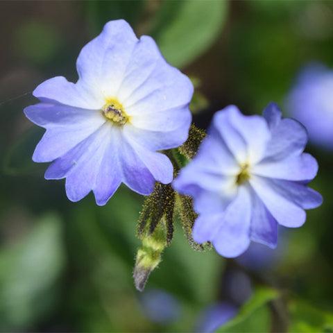 Browallia-Speciosa-Amethyst-Flower-Seeds