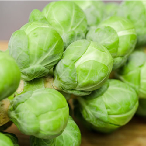 Brussels Sprouts Seeds