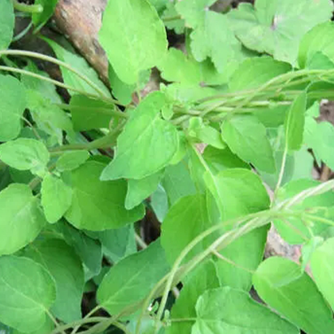 Bupleurum chinense & Bupleurum Seeds