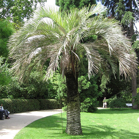 Butia Capitata & Jelly Palm Seeds