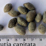 Butia Capitata & Jelly Palm Seeds