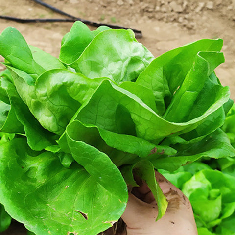 Butter Lettuce Seeds