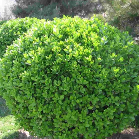 Buxus microphylla & Japanese boxwood Seeds